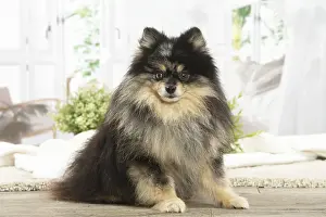 Spitz: Pomeranian dog indoors