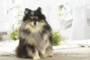Spitz: Pomeranian dog indoors
