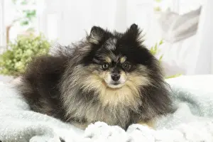 Spitz: Pomeranian dog indoors