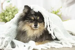 Spitz: Pomeranian dog indoors