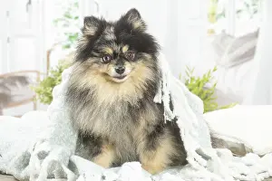 Spitz: Pomeranian dog indoors