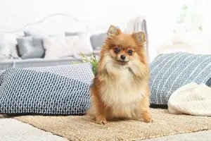 181120: Pomeranian dog indoors in the living room