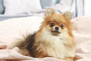 181120: Pomeranian dog indoors in the living room