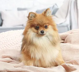 181120: Pomeranian dog indoors in the living room
