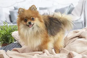 181120: Pomeranian dog indoors in the living room