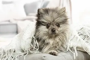 071120: Pomeranian dog lying down indoors