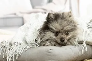 071120: Pomeranian dog lying down indoors