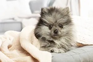 071120: Pomeranian dog lying down indoors