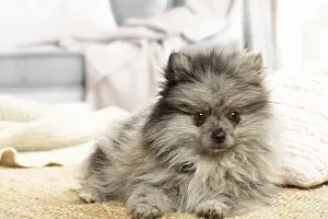 071120: Pomeranian dog lying down indoors
