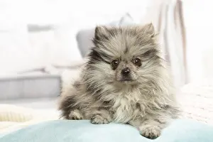 071120: Pomeranian dog lying down indoors