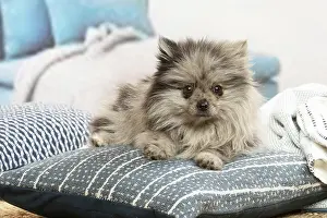 071120: Pomeranian dog lying down indoors