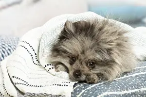 071120: Pomeranian dog lying down indoors