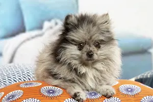 071120: Pomeranian dog lying down indoors