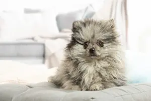 071120: Pomeranian dog lying down indoors