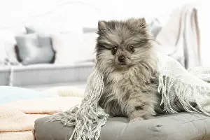 071120: Pomeranian dog lying down indoors
