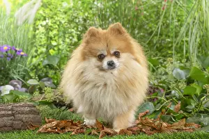 Spitz: Pomeranian dog outdoors in the garden