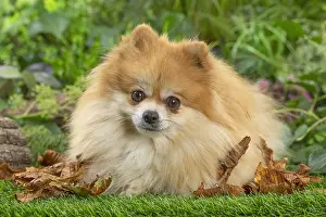 Spitz: Pomeranian dog outdoors in the garden