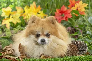 Spitz: Pomeranian dog outdoors in the garden