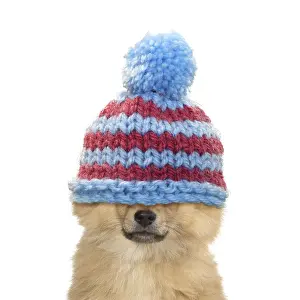 300719: Pomeranian Dog, puppy (12 weeks old ) with woolly
