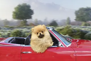 140319: Pomeranian Dog wearing Christmas hat driving