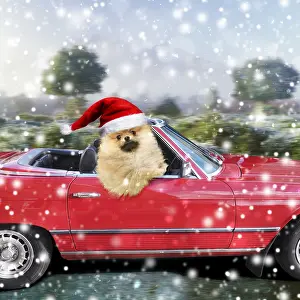 140319: Pomeranian Dog wearing Christmas hat driving