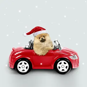 140319: Pomeranian Dog wearing Christmas hat driving red car