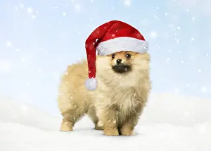 140319: Pomeranian Dog wearing Christmas hat in winter scene