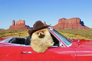 250619: Pomeranian Dog wearing cowboy hat driving red