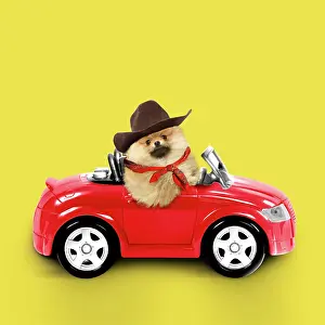 Scarf: Pomeranian Dog wearing cowboy hat and neckerchief