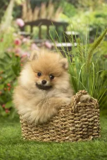 Chilling: Pomeranian (Dwarf Spitz) puppy outside in the garden