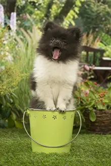 Surprised: Pomeranian (Dwarf Spitz) puppy outside in the garden