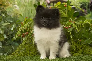 Spitzes: Pomeranian (Dwarf Spitz) puppy outside in the garden