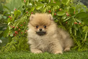 Spitzes: Pomeranian (Dwarf Spitz) puppy outside in the garden