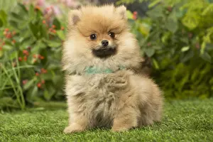 100119: Pomeranian (Dwarf Spitz) puppy outside in the garden