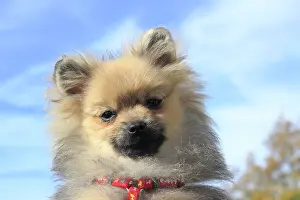 Spitzes: Pomeranian, male dog, 5 months, against blue sky