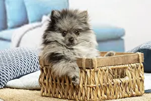 071120: Pomeranian puppy sitting in a basket indoors