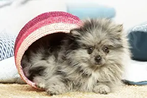 071120: Pomeranian puppy sitting in a basket indoors