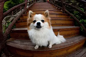 Yuanyang: Pomeranian, Yuanyang, China