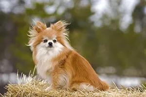 Spitz: Pommeranian Dog sitting on straw bale, portrait