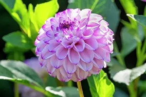 Double: Pompon dahlia, Dahlia Franz Kafka, Breeder : Maarse