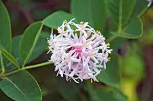 Pompon: Pompon Tree - flower - decorative and popular garden