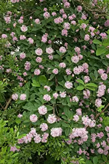 Pompon: Pompon Tree - flower - decorative and popular garden