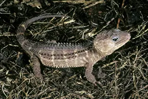 Skink: Poncelet's Crocodile Skink