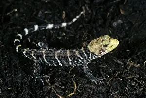 Skink: Poncelet's Crocodile Skink