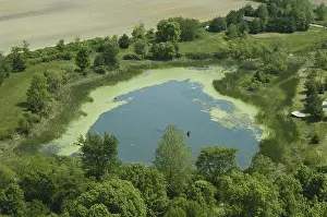 Eutrophic: Pond with Algae