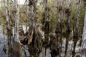 Taxodium: Pond cypress swamp