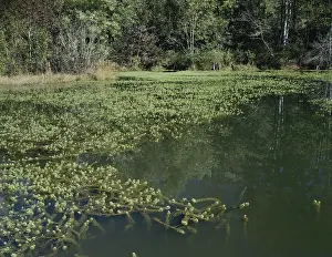 Eutrophic: Pond with Elodea