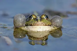 Sounds: Pond Frog or Edible Frog (Rana esculenta), male