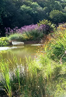Imaginary: Pond with grasses