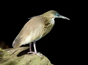 Ardeola: Pond Heron